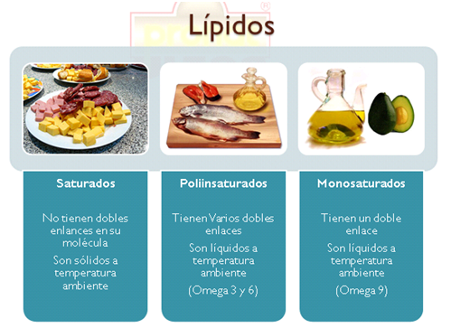 Lipidos aceites grasas y esteroides